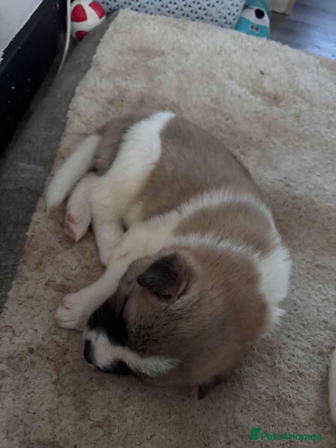 Akita dogs for sale: 3 male American Akita pups for sale - Advert 4