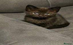 Mixed Breed cats for sale: 3 little black/brown beautiful kittens  - Image 3