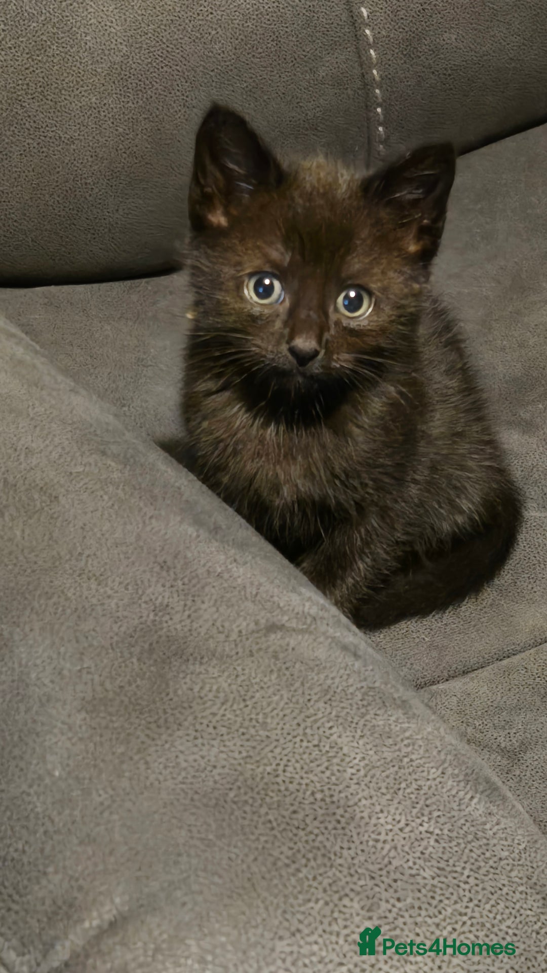 Mixed Breed cats for sale: 3 little black/brown beautiful kittens  - Image 3