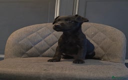 Patterdale Terrier dogs for sale: Patterdale Working Pups Ready To Go - Image 9