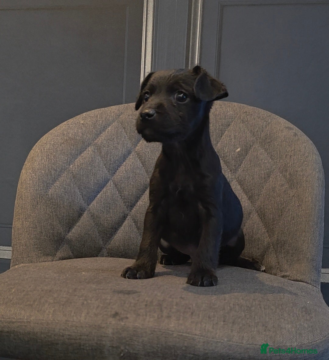 Patterdale Terrier dogs for sale: Patterdale Working Pups Ready To Go - Image 9