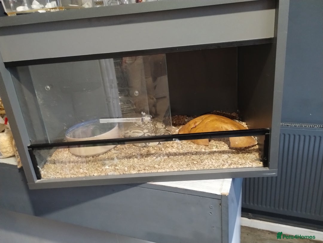 Boa Snake reptiles for sale: Royal ball python  - Image 1