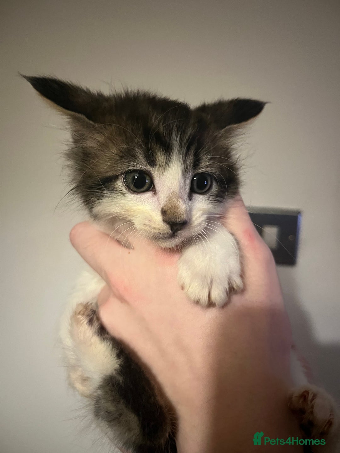 Mixed Breed cats for sale: Kittens ready to go! - Advert 10