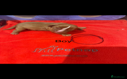 Cavalier King Charles Spaniel dogs for sale: Kc dna clear cavalier puppies available  - Image 11