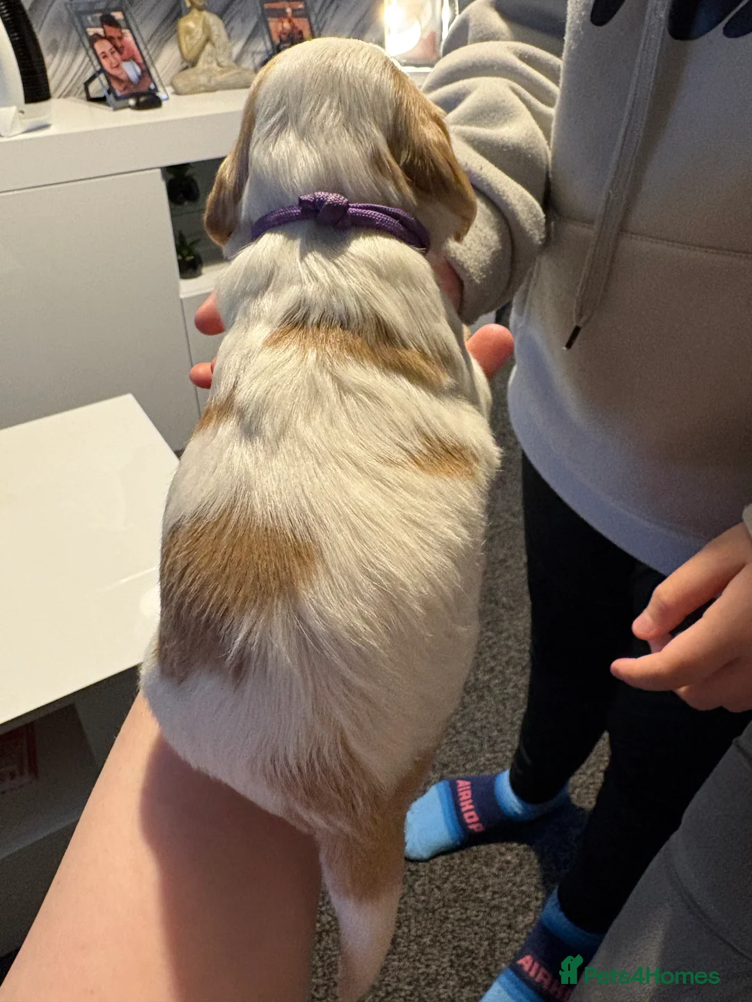 Cocker Spaniel dogs for sale: Cocker spaniel puppies  in Rotherham - Advert 23