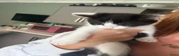 Domestic Shorthair cats for sale: Kittens  in Goole - Advert 7