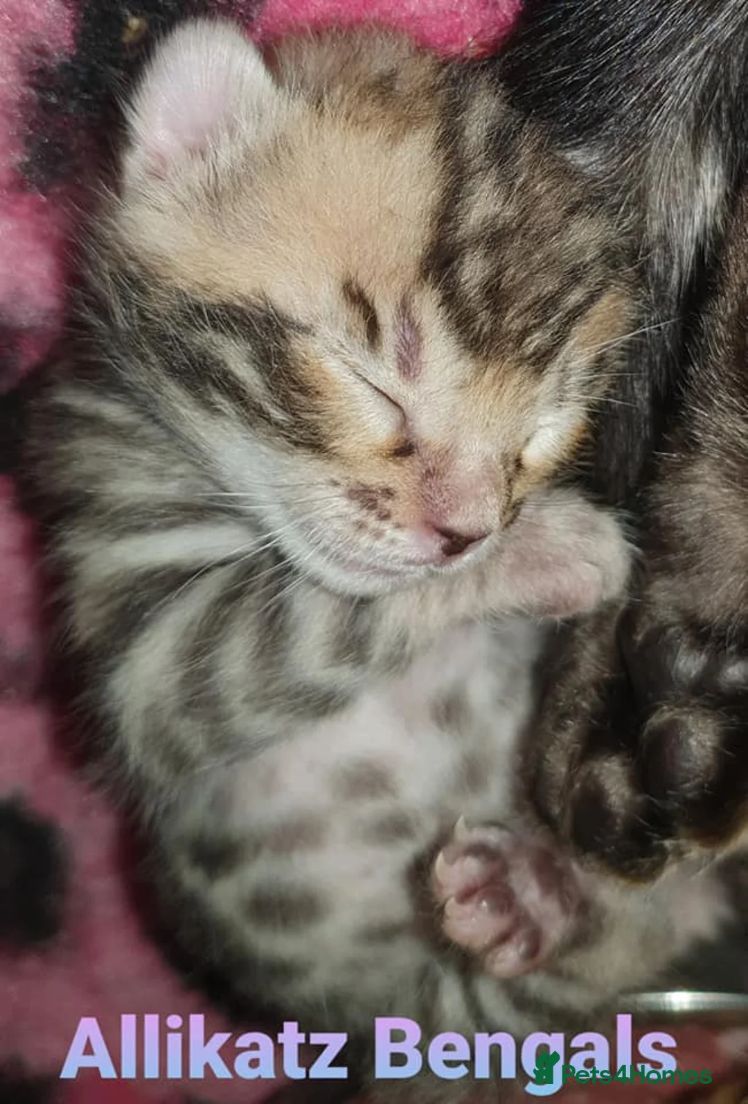 Bengal cats for stud: Quality T.I.C.A reg Bengal for stud SCOTLAND - Advert 19