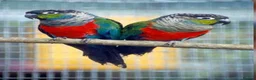Conures birds for sale: Super Tame Baby Parrot Conures - Advert 4