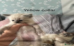 Ragdoll cats for sale: Gorgeous male ragdoll kittens  - Image 8
