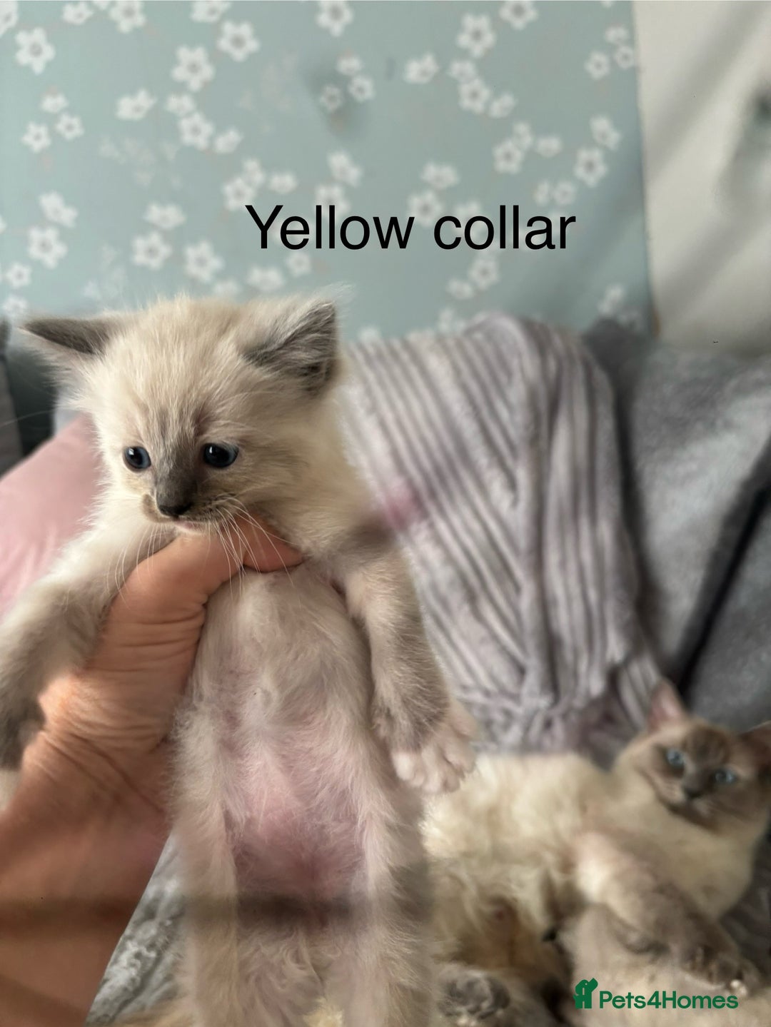 Ragdoll cats for sale: Gorgeous male ragdoll kittens  - Image 8