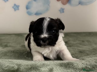 Maltese dogs Maltese x terrier - Advert 6