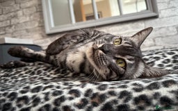 Bengal cats for sale: TICA Registered Silver Bengal Pair - Image 15