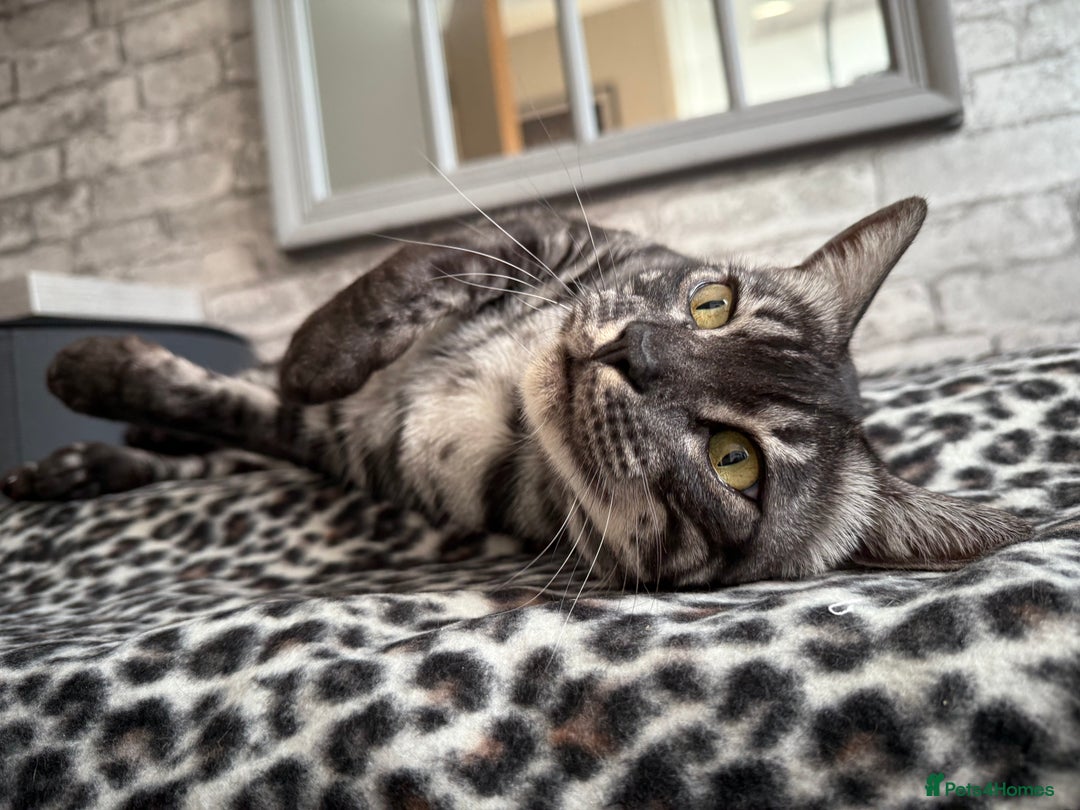 Bengal cats for sale: TICA Registered Silver Bengal Pair - Image 15