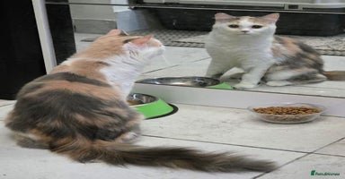 Mixed Breed cats - Advert 6