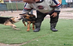 German Shepherd dogs for adoption: RICO  - Image 10