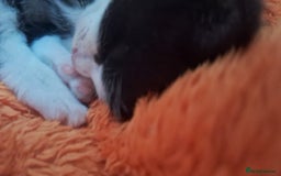Domestic Shorthair cats for sale: Male kittens for sale  - Image 9