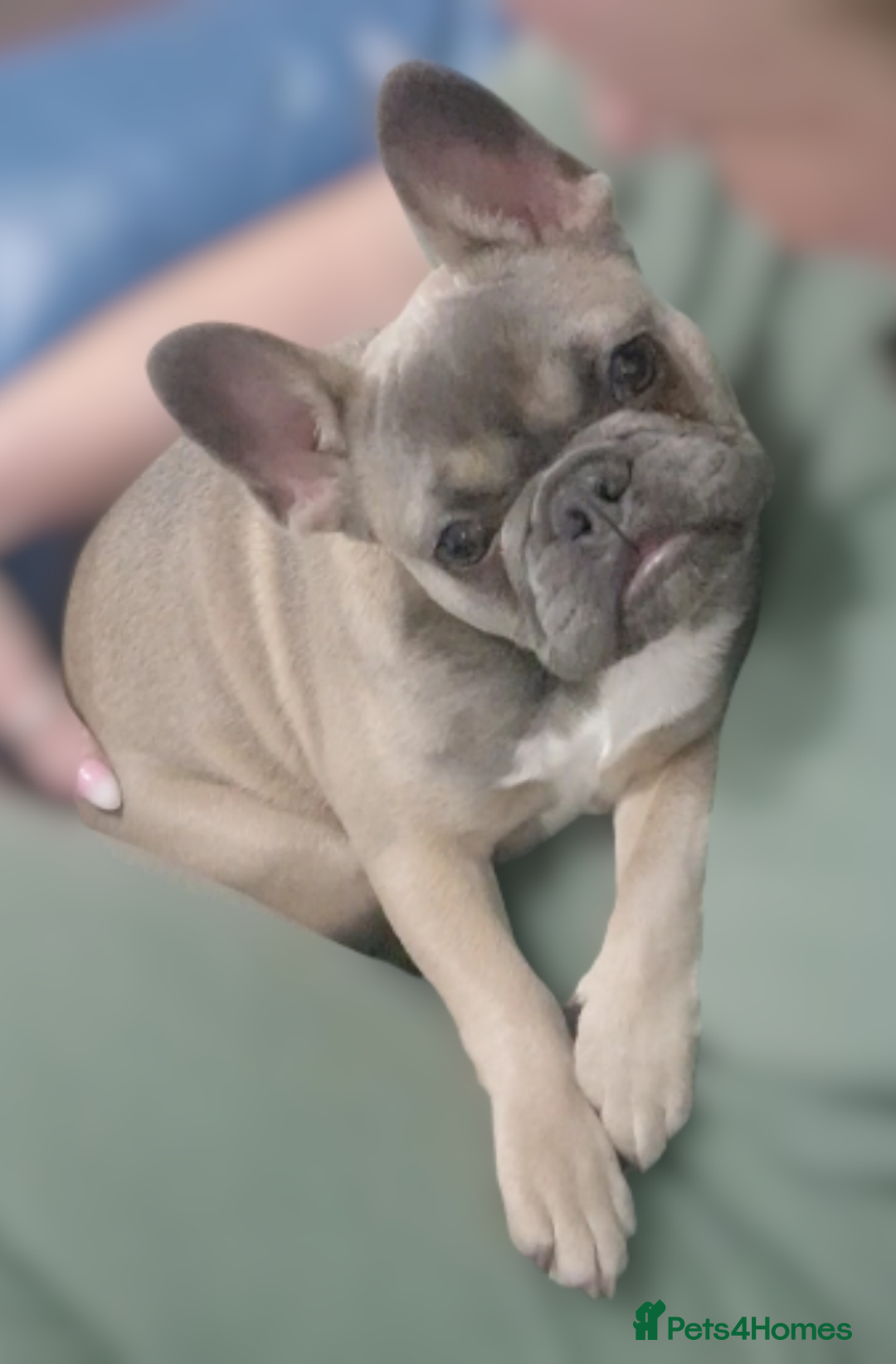 French Bulldog dogs for sale: French Bulldog Puppy – Frankie – 6 Months Old - Advert 4