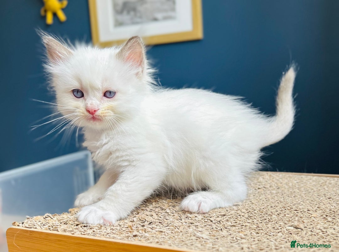 Ragdoll cats for sale: Stunning Rainbow of Ragdoll Kittens - Image 23