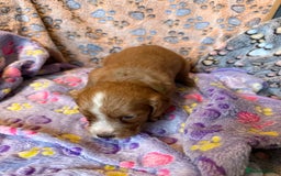 Cocker Spaniel dogs for sale: COCKER SPANIEL LITTER OF 9 IN SCARBOROUGH  - Image 30