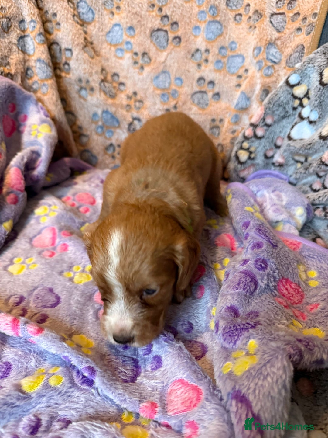 Cocker Spaniel dogs for sale: COCKER SPANIEL LITTER OF 9 IN SCARBOROUGH  - Image 30