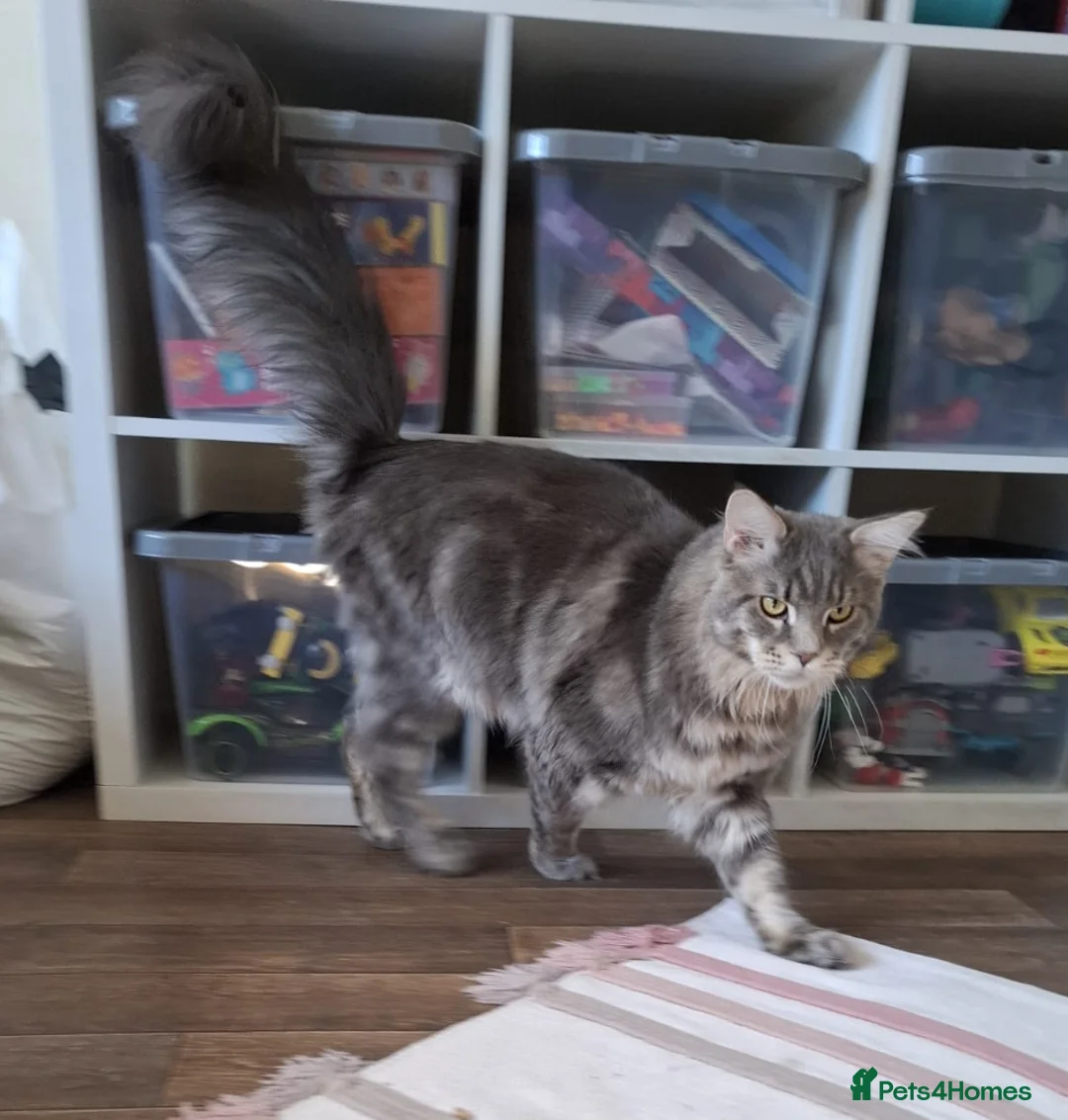 Maine Coon cats for stud: Proven XL Silver tabby Maine coon stud  in Atherstone - Advert 2