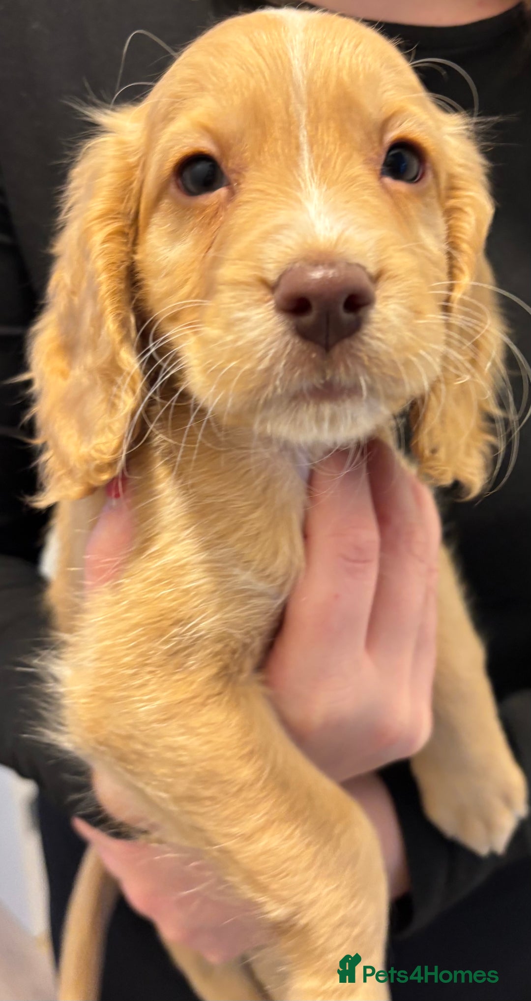 Cockapoo dogs for sale: Stunning cockerspaniel puppies - Image 18