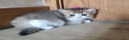 Munchkin cats for sale: Scottish Kilts ( MUNCHKIN FOLD) kittens 😸  in Gloucester - Advert 31