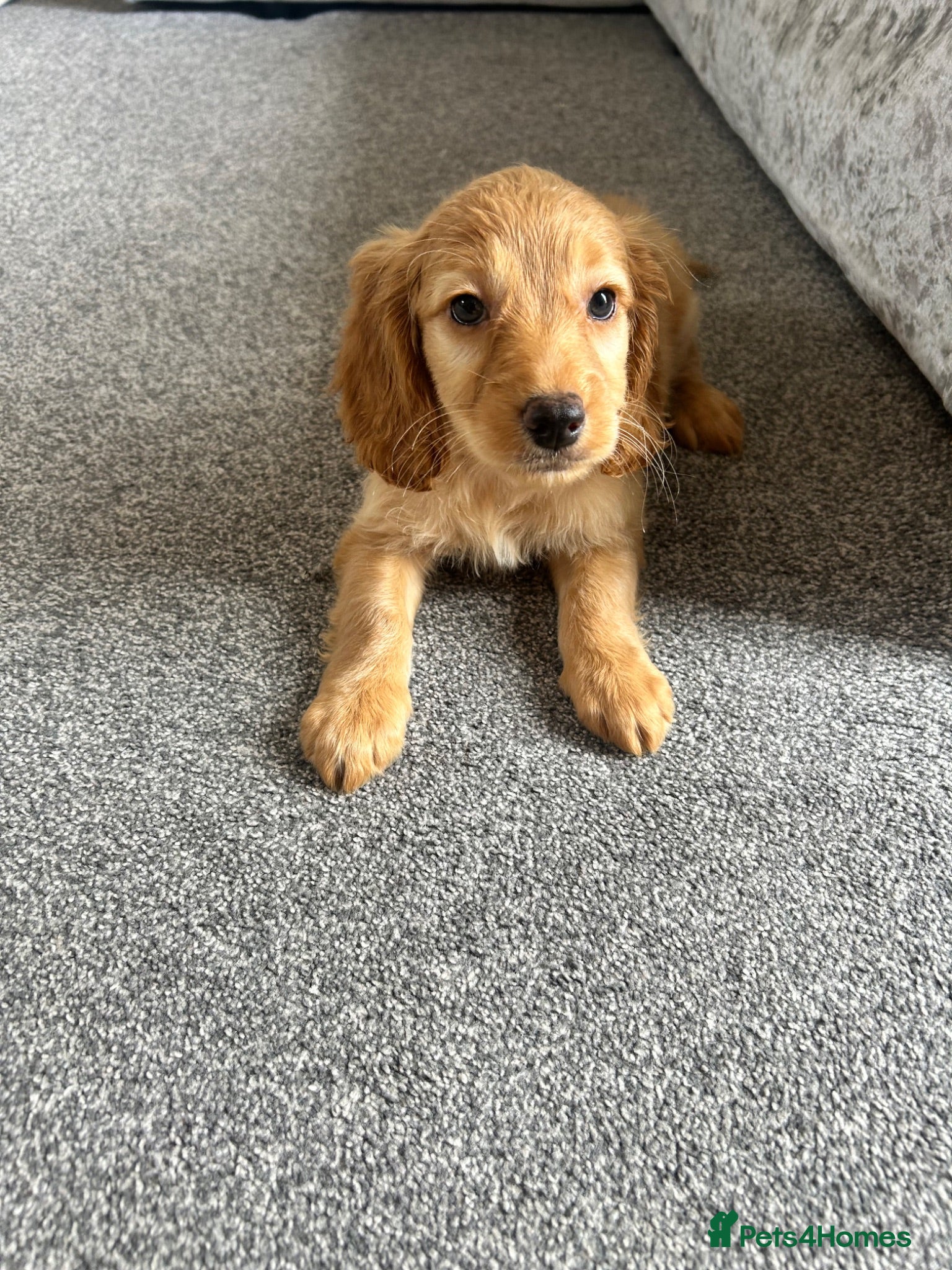 Cockapoo dogs Stunning F1B cockapoo pups one gold girl left now! - Advert 3