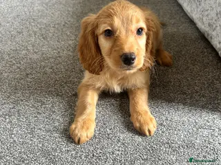 Cockapoo dogs Stunning F1B cockapoo pups one gold girl left now! - Advert 3