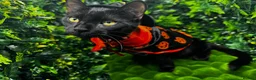 Egyptian Mau cats for sale: TICA Registered Smoke Egyptian Mau last 2 females  - Advert 12