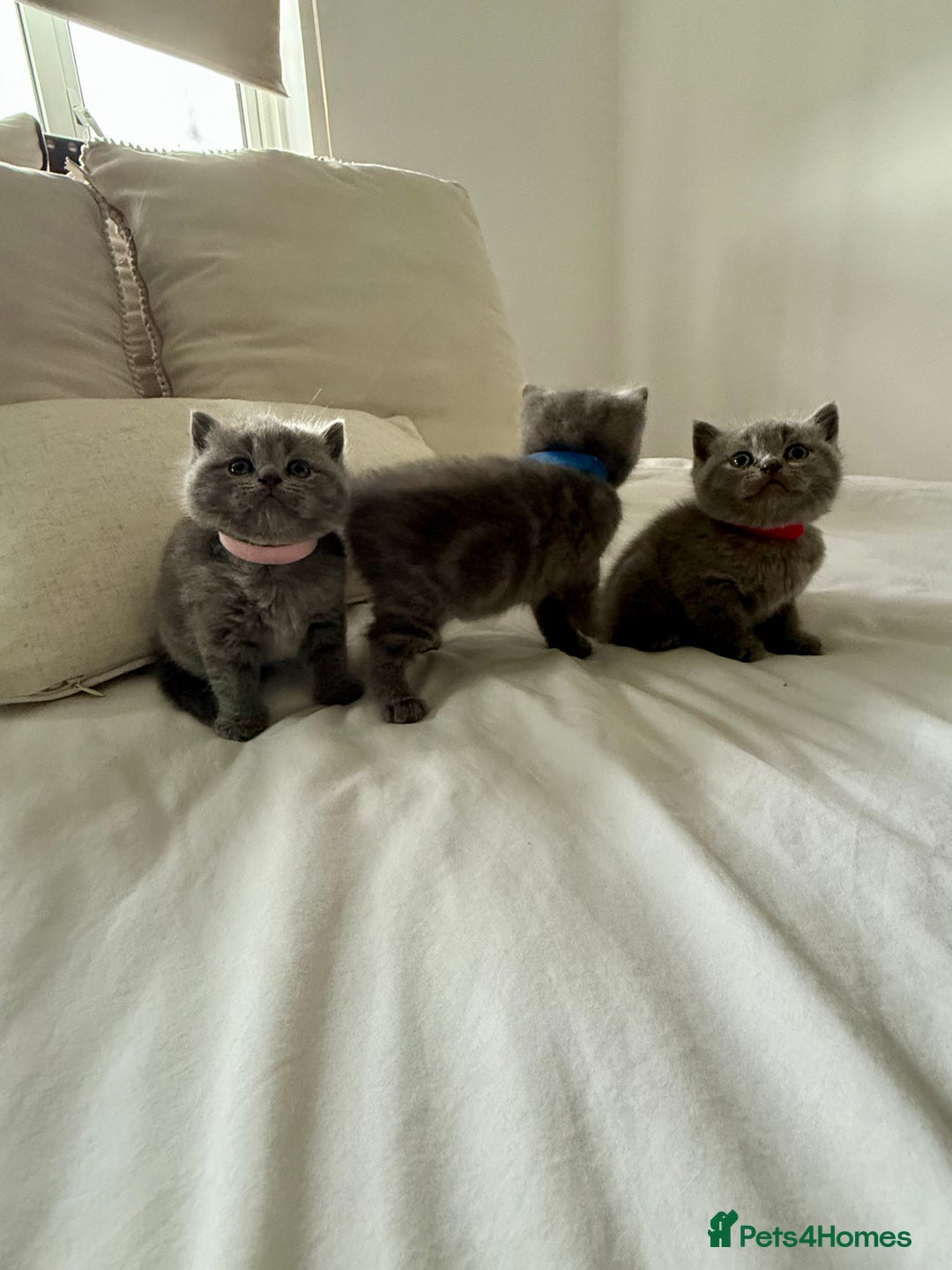 British Shorthair cats for sale: 3 chunky beautiful British shorthair  - Image 10