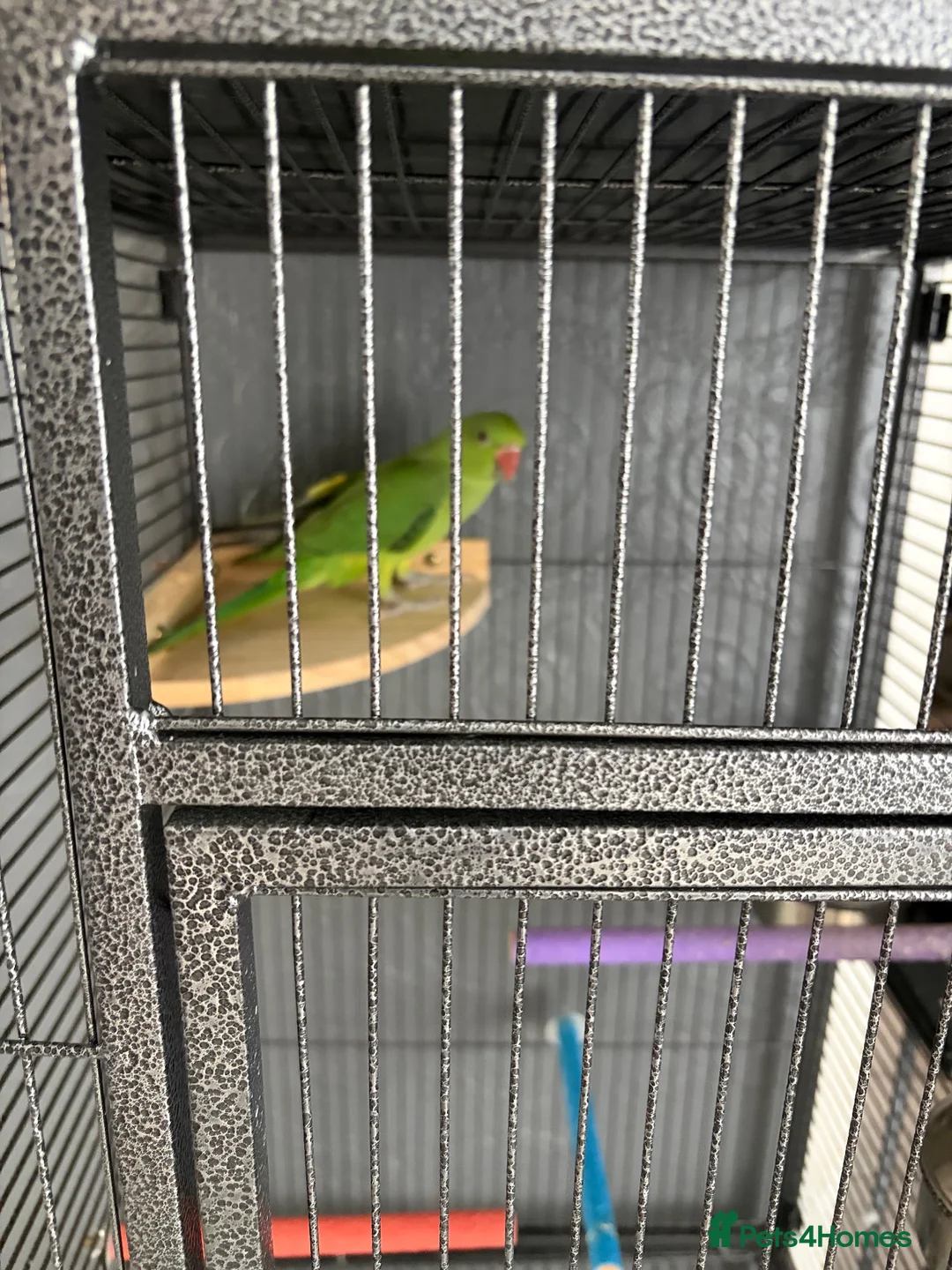 Ringnecks birds for sale: Baby Indian ringneck  - Advert 1