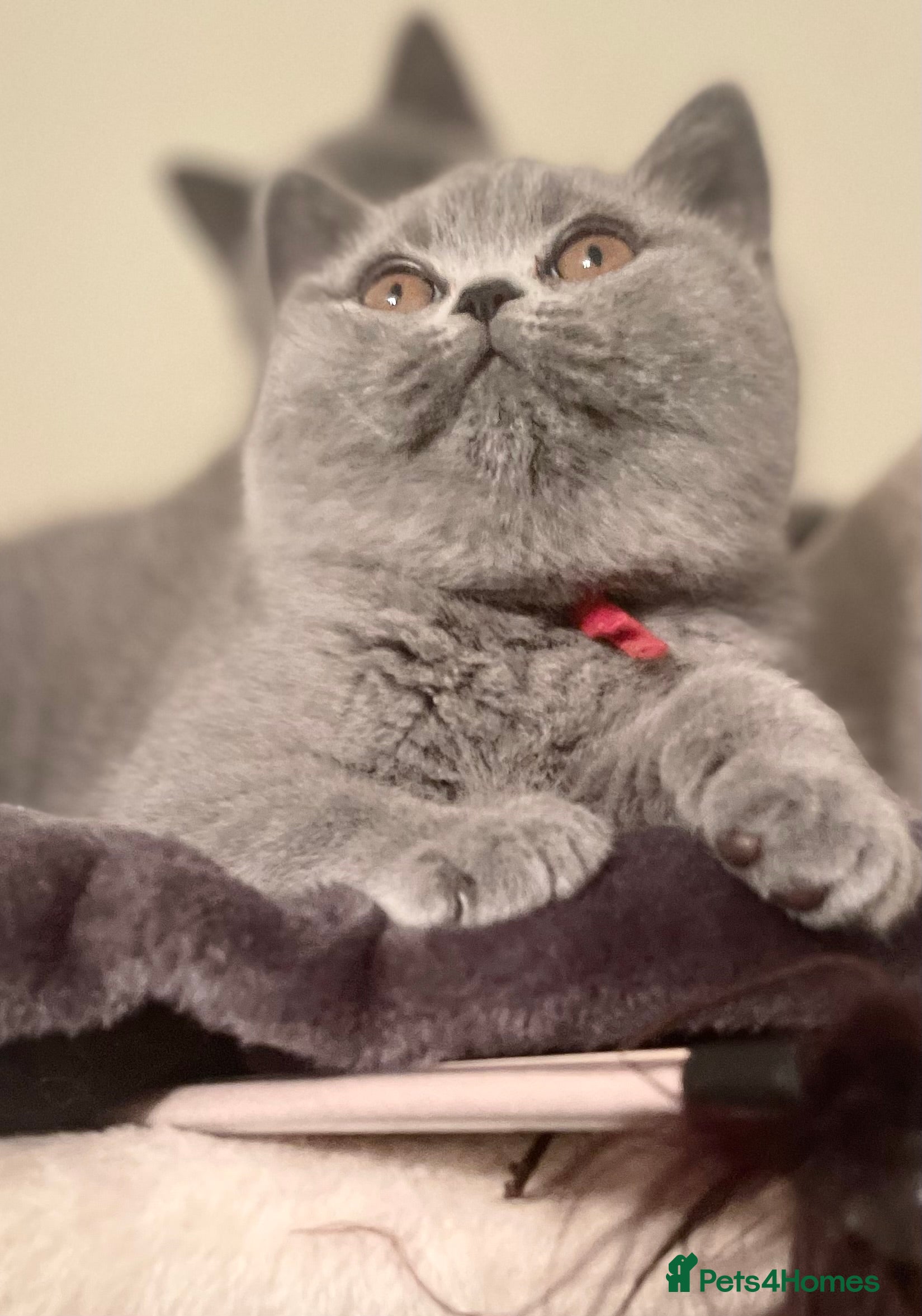 British Shorthair cats Superior BSH Kittens GCCF Reg  - Advert 2