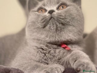 British Shorthair cats Superior BSH Kittens GCCF Reg - Advert 2