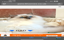 Ragdoll cats for sale: Handsome playful Ragdoll Kitten - Male - Image 2