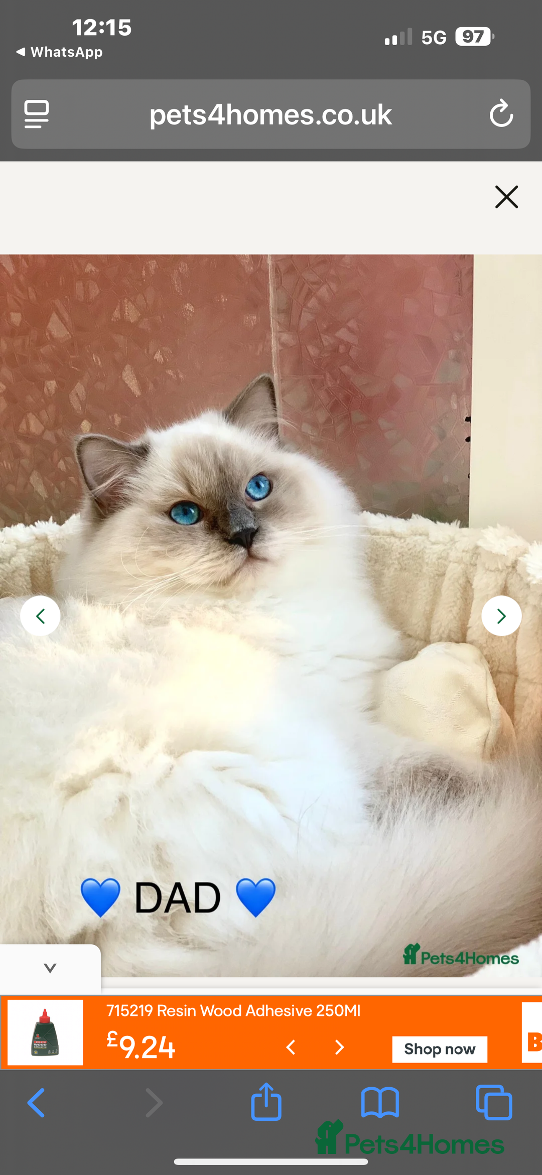 Ragdoll cats for sale: Handsome playful Ragdoll Kitten - Male - Image 2