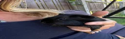 Guinea Pig rodents for sale: Mixed age guinea pigs  - Advert 9