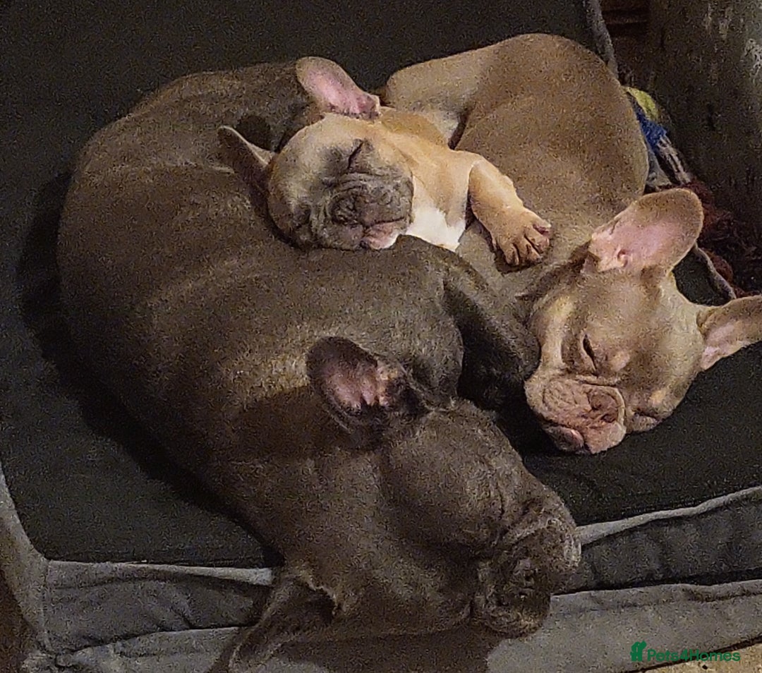 French Bulldog dogs for sale: Blue fawn frenchie baby - Advert 7