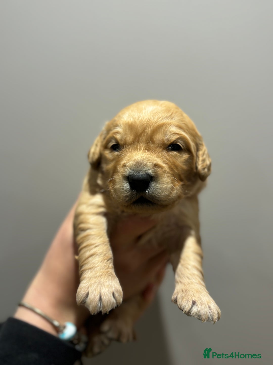 Goldendoodle dogs for sale: Gorgeous F1 Golden Doodles ❤️ - Advert 16