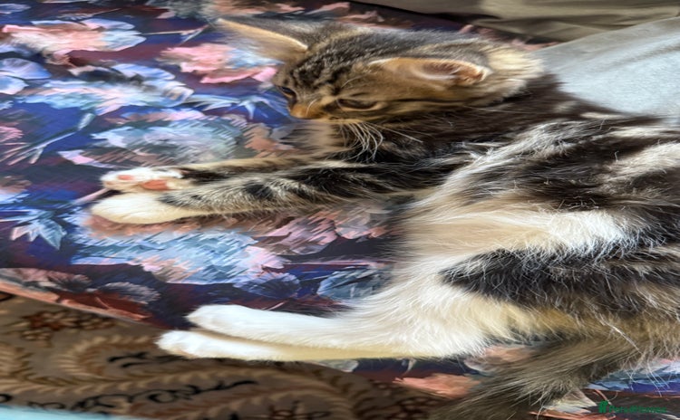 Mixed Breed cats - Advert 3