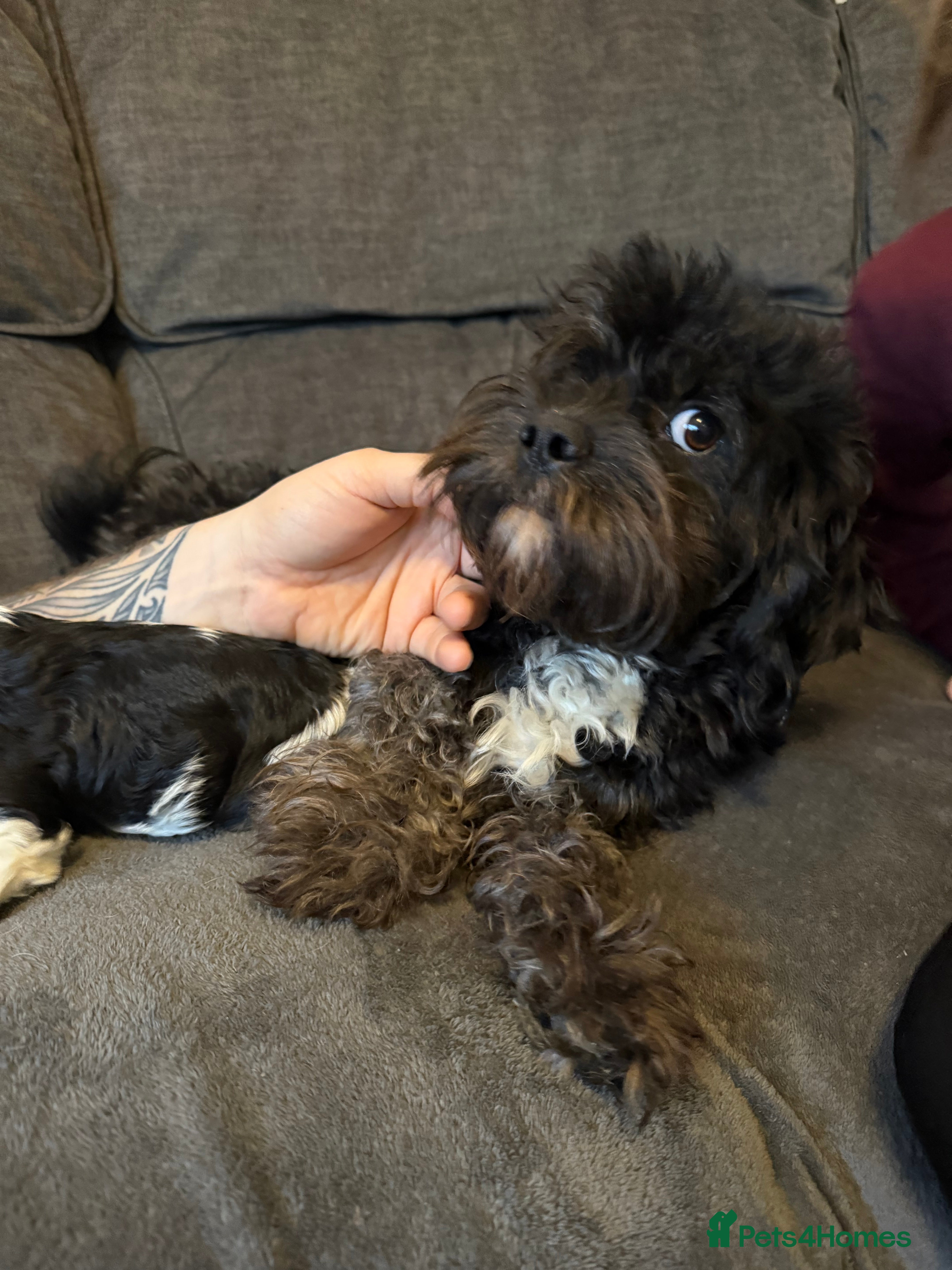 Cavapoo dogs Puppy - Advert 3