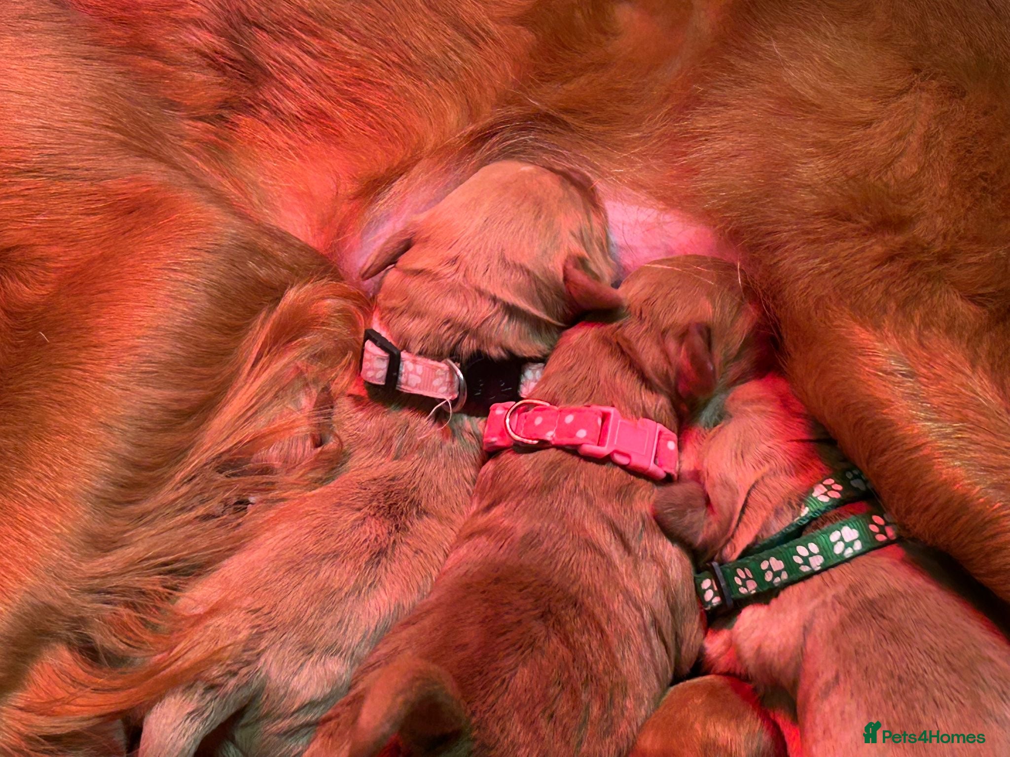 Mini Goldendoodle dogs Beautiful F1 Miniature Goldendoodle Puppies  - Advert 1