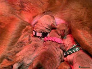 Mini Goldendoodle dogs Beautiful F1 Miniature Goldendoodle Puppies - Advert 4