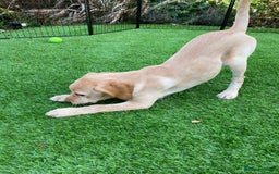 Labrador Retriever dogs for sale: KC Registered Yellow Labrador Puppy – Ready Now! - Image 4