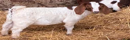 Goats livestock for sale: Castrated male Pygmy goat & intact Boer billy goat - Advert 4