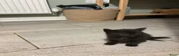 Mixed Breed cats for sale: Mixed British Short Hair Kittens - Ready Now - Advert 8
