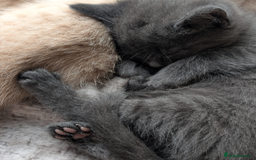 Mixed Breed cats for sale: Ready for Summer Holidays  - Image 5