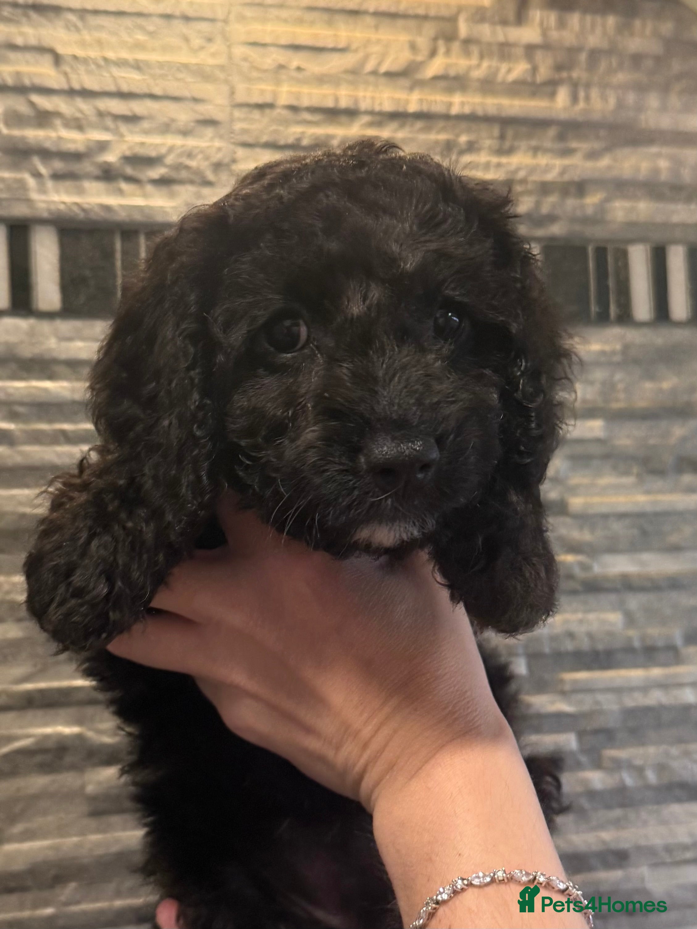 Mixed Breed dogs  🐾 3 PUPS LEFT 14 Weeks Cavapoochon Puppies 🐾 - Advert 4