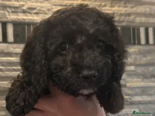 Mixed Breed dogs 🐾 3 PUPS LEFT 15 Weeks Cavapoochon Puppies 🐾 - Advert 2