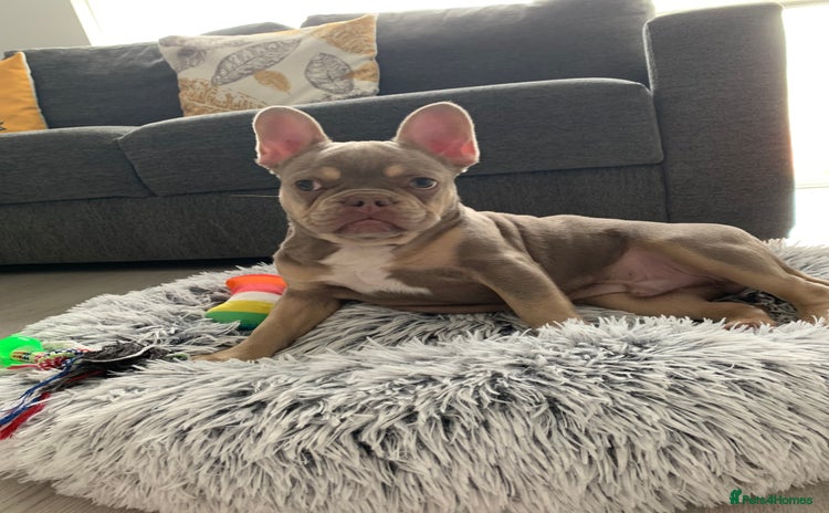 French Bulldog dogs - Advert 8
